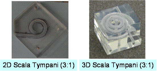 scala tympani models